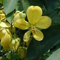 Senna bacillaris (L.f.) H.S.Irwin & Barneby